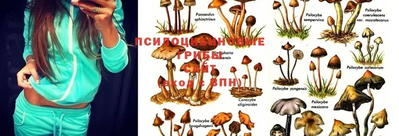 купить  сайты  Аргун  Псилоцибиновые грибы Psilocybe 